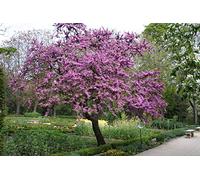 Tree of Love Live Semi Cercis siliquastrum 20 Bainas approx. 200 Seeds ONLY