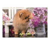 trefl Puzzle Animali carini: hündchen curioso 54 pezzi 1 St