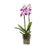 TREND FOR HOME Cache Pot Vetro 13.5 cm Vaso Fiore in Vetro Trasparente Coperchio Vaso Orchidee Vaso di Vetro per Orchidea Vaso per Orchidee | 1000 ML | ⌀ 12.5 cm | Orchid