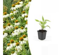 Trendyplants - Echinacea p. 'White Swan', 24 pezzi, cappello da sole, resistente all'inverno, altezza 10-30 cm, diametro vaso 9 cm