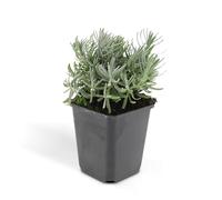 Trendyplants Lavandula 'Hidcote', 40 pezzi, lavanda, resistente all'inverno, altezza 10-25 cm, dimensione del vaso Ø9 cm