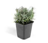 Trendyplants - Lavandula "Hidcote", 6 pezzi, lavanda, resistente all'inverno, altezza 10-25 cm, dimensioni vaso Ø 9 cm