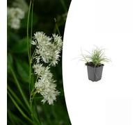 Trendyplants - Luzula Nivea - 12 pezzi - Bordo da campo bianco - Resistente - Altezza 10-30 cm - Dimensioni del vaso Ø9 cm