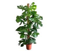 Trendyplants - Monstera Deliciosa - Pianta forata - Altezza 140 - 160 cm - Dimensione vaso Ø 27 cm