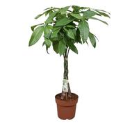 Trendyplants - Pachira Aquatica - Albero dei soldi - Pianta d'appartamento - Altezza 110 - 130 cm - Dimensioni vaso Ø 24 cm