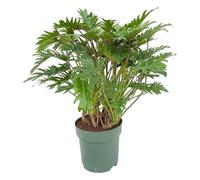Trendyplants - Philodendron Xanadu - Pianta d'appartamento - Dimensioni vaso Ø 22 cm - Altezza 70 - 90 cm