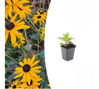 Trendyplants - Rudbeckia fulgida 'Goldsturm' - 6 pezzi - Cappello da sole - Resistente - Altezza 10 - 30 cm - Dimensioni vaso Ø 9 cm