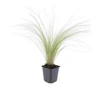 Trendyplants - Stipa tenuissima 'Ponytails' - 6 pezzi - Erba piuma - Resistente - Altezza 10 - 25 cm - Dimensioni vaso Ø 9 cm