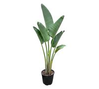 Trendyplants - Strelitzia Augusta - Fiore di uccello del paradiso - Pianta da interno - Altezza 150-170 cm - Dimensioni vaso Ø 28 cm