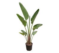 Trendyplants - Strelitzia Augusta - Fiore di uccello del paradiso - Pianta d'appartamento - Altezza 170 - 190 cm - Dimensioni vaso Ø 30 cm