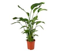 Trendyplants - Strelitzia Nicolai - Fiore di uccello del paradiso - Pianta da interno - Altezza 110-130 cm - Dimensioni vaso Ø 17 cm