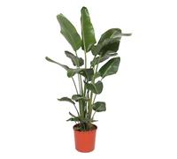 Trendyplants - Strelitzia Nicolai - Fiore di uccello del paradiso - Pianta d'appartamento - Altezza 160 - 180 cm - Dimensioni vaso Ø 21 cm