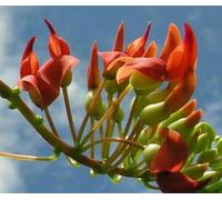 TRES RARE 1 graine de ROUGE DE LA REUNION (Strongylodon siderospermus) E16 SEEDS