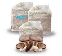 Tresorì - 3 Panetti Funghi Cardoncelli, Pleurotus Eryngii, Balletta di Funghi con Micelio di Prima Scelta, Fungo della Murgia, Set Coltivazione - MADE IN ITALY
