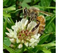 Trifoglio alessandrino -SACROMONTE-Api/Concime per vignetiKG.1-KG5-KG10-K20