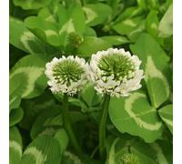 trifoglio bianco - raro in vaso decorazioni giardino esterni 600semi