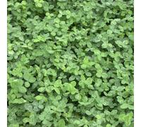 Trifoglio Bianco (Trifolium Repens) 1 kg Singolo Semi Pascolo Endurance Gen.Resistenti Alf Reddo