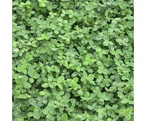 Trifoglio Bianco (Trifolium Repens) 1 kg Singolo Semi Pascolo Endurance Gen.Resistenti Alf Reddo