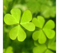 trifoglio fortunato Aiuole rialzate giardino semi di giardino balcone resistenti vaso ufficio per d'appartamento vaso 200pcs