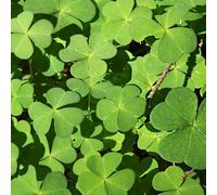 trifoglio fortunato giardino balcone ornamentali Aiuole rialzate giardino semi di d'appartamento decorazione resistenti 200pcs