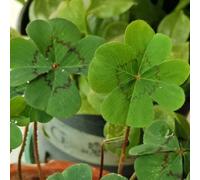 Trifoglio fortunato - giardino roccioso all'aperto giardino interno balcone rialzato arredamento del soggiorno resistenti in vaso da interno, vecchie 350semi