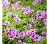 trifoglio fortunato - oxalis decorazione del balcone resistente 4bulbi