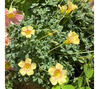 trifoglio fortunato - oxalis facile curare mantenere interno 10bulbi