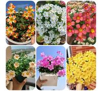 trifoglio fortunato - oxalis in vaso primaverili ufficio recisi 8bulbi