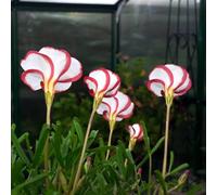 trifoglio fortunato - oxalis per i luoghi soleggiati resistente 8bulbi