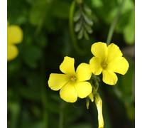 trifoglio fortunato - oxalis recisi resistente al calore alla 18bulbi