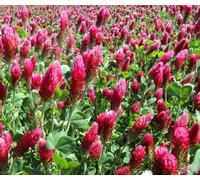 Trifoglio incarnato Trifolium incarnatum - 10.000 Semi Bulk