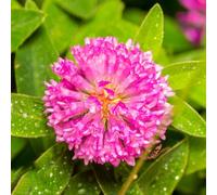 Trifoglio rosso - rialzata per interno selvatiche, resistenti biologiche giardino roccioso rare giardino 500semi