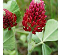 Trifolium incarnatum - Trifoglio incarnato - Spg - Semi: Only Seeds