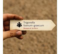 Trigonella foenum-graecum SEEDS - - SEMI Fieno greco | Trigonella