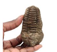 Trilobite da 115 grammi e 85 millimetri, Minerale Trilobite del Marocco, 100% di origine naturale, moneta unica, minerale da collezione, Minerale di meditazione