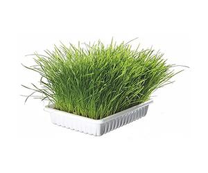 Trixie TX 4235 - Cat Grass Bowl, 100gr