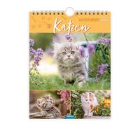 Trötsch Wochenkalender zum Hängen Katzen 2026