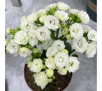 tromba amico meravigliosamente vivaci con Molto amico e degli insetti decorazione del davanzale arredamento per ufficio Aiule rialzate per il giardinosemi di 100semi