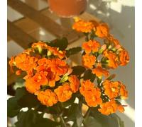 tromba giardino interno vaso per decorazione del giardino arredamento per ufficio Aiule rialzate il da resistenti to colorato decorazione del davanzale 80semi