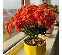 tromba lungo periodo di per un Molto amico e degli insetti decorazioni da giardino per esterni resistenti in vaso giardino interno copertura del terreno vaso 200semi