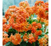 tromba tappezzante e resistente giardino interno da giardino resistenti coltivazione deisemi Molto amico e degli insetti arredamento per 150semi