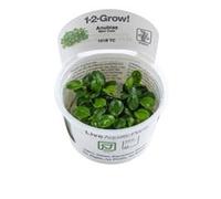 TROPICA 1-2-GROW ANUBIAS BARTERI Mini Coin