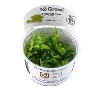 TROPICA 1-2-GROW! POGOSTEMON HELFERI PIANTA Acquario Dolce