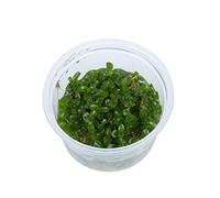 Tropica Bacopa caroliniana 1 - 2 Crescere!