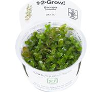 Tropica Bacopa caroliniana 1 - 2 Crescere!