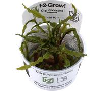 Tropica Cryptocoryne crispatula CUP - 1 pz.