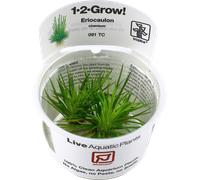 Tropica Eriocaulon cinereum CUP - 1 pz.