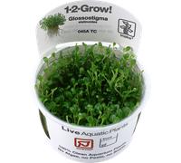 Tropica Glossostigma elatinoides 1-2-Grow Coltura di tessuti in vitro Pianta per acquario vivo, sicura per gamberetti e senza lumache