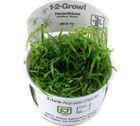 Tropica Helanthium tenellum Green CUP - 1 pz.