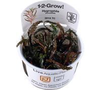 Hygrophila pinnatifida - in-vitro - Piante vive per acquario